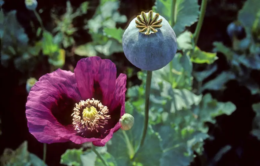 تریاک ؛ ماددە هۆشبەرەکان بەڵام ئالوودەبوون / ٧ تێڕوانینی هەڵە سەبارەت بە تلیاک / ئایا بۆ نەخۆشانی دڵ و شەکرە بەسوودە؟