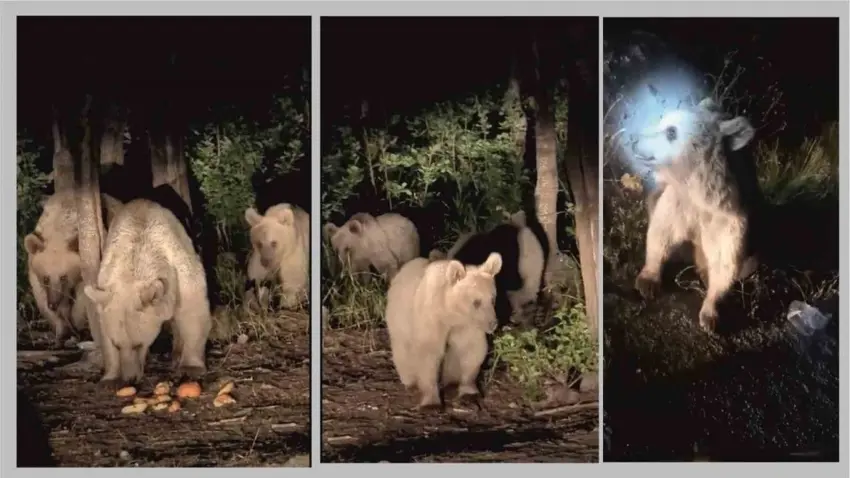 Bi sarbûna hewayê re hirçên boz li Nemrûd a Tetwanê li xwarinê digerin