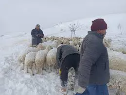 Li navça Hekîmhan a bajarê Meletiyê 100 heb mîh ji ber berf û bahozê mirin