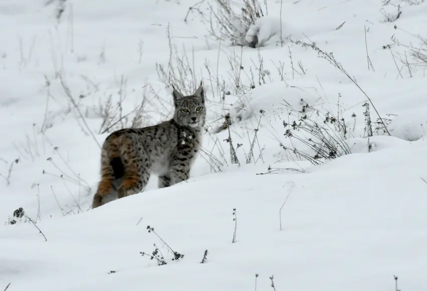 Nesli tehlikede olan Kafkas vasagi Kars’ta görüntülendi