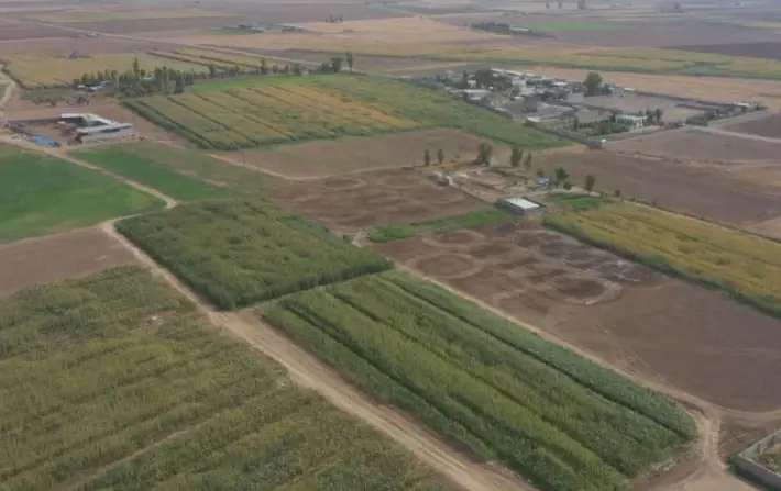 دروێنەی گەنم و جۆ لە جووتیارانی كورد له‌ سنووری سەرگەڕان قەدەغە کرا