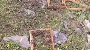 Hirçên birçî man êrîsê kewarên mêsê hingiv kirin