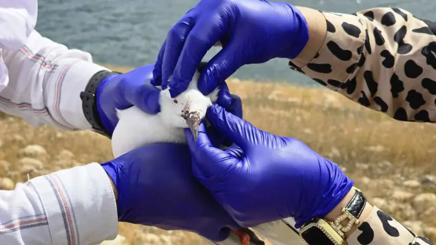 زانکۆی سلێمانی هۆکاری مردنی بە کۆمەڵی نەورەسەکانی دوکان ئاشکرادەکات