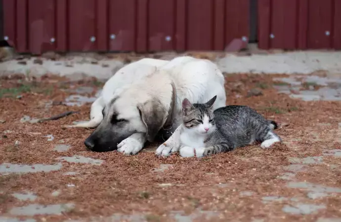 MetroPOLL Arastirmadan sokak hayvanlari anketi