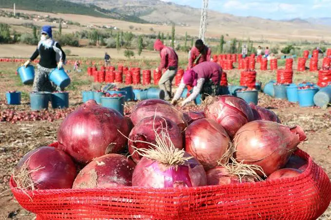 Kürdistan Bölgesi sogan üretiminde ihtiyacini karsilayacak seviyeye ulasti