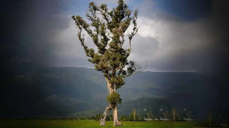 'Yürüyen agaç' yilin agaci seçildi