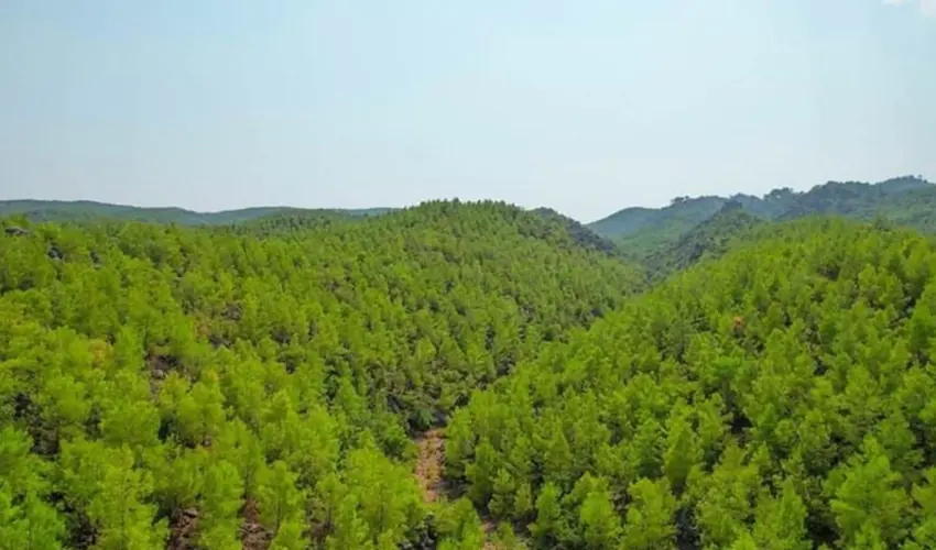 Li bajarê Dîlokê çûna nav daristanan heya 29ê Êlûnê qedexeye