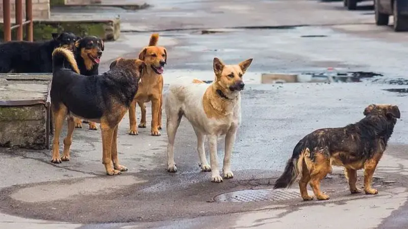 چوار ملیۆن سه‌گی به‌ره‌ڵا هه‌ڕه‌شه‌ له‌ دانیشتوانی توركیا ده‌كات