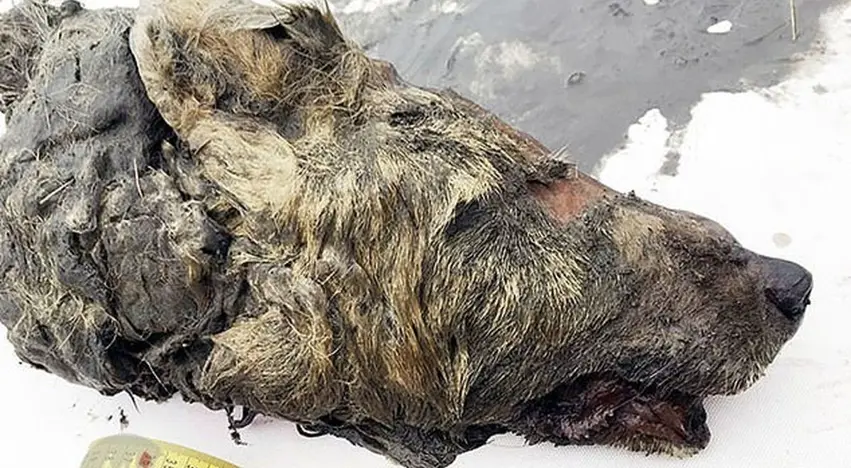 دۆزینەوەی گورگێکی باستانی مێژوویی کە تەمەنی ٤٤ هەزار ساڵەوە!