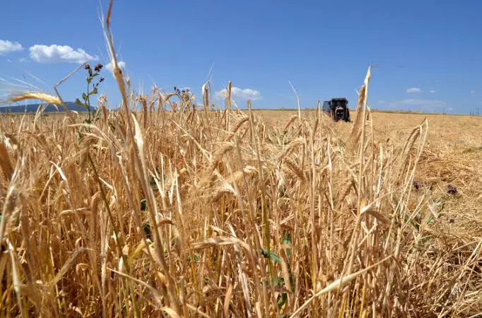 Kürdistan Bölgesi çiftçileri artik arpa yetistirmiyor