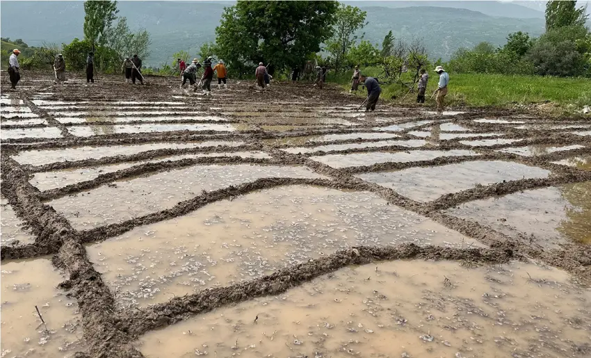 Li Duhokê hewla çandiniyê: 21 hezar donim birinc hate çandin