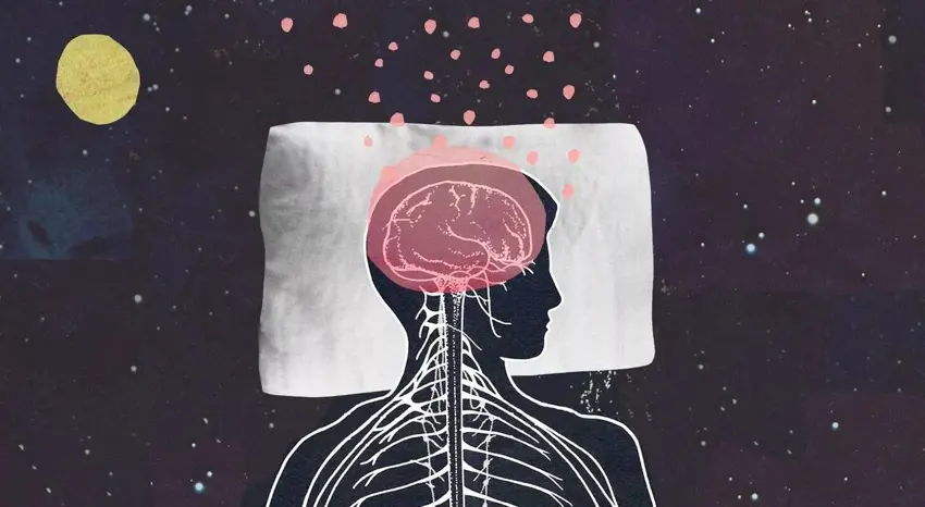 لێکۆڵینەوەیەکی نوێ : بەشێکی مێشک کاتێک بەئاگا دەبین خەوی لێدەکەوێت و کاتێک دەخەوین لە خەو هەڵدەستێت