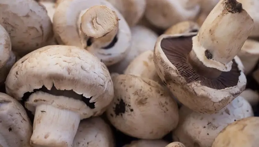 Kivarkên li Herêma Kurdistanê tên çandin ji bo naverast û basûrê Iraqê tên hinardekirin