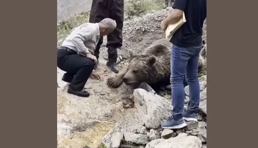 Li zozanên Hewlêrê hirçeke mirî hate dîtin