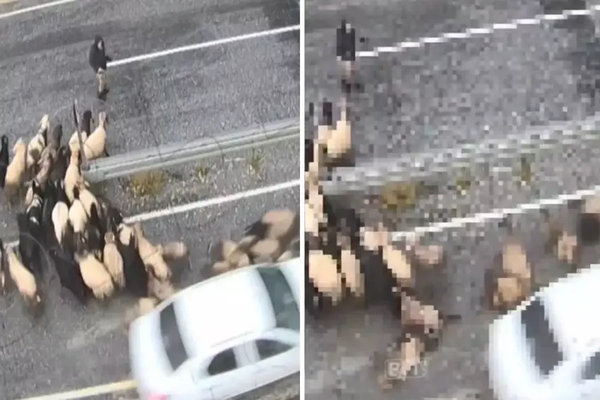 Ajotvanê bêhezir yê otomobîla xwe dajot, ket nav keriyên miyan