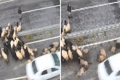 Ajotvanê bêhezir yê otomobîla xwe dajot, ket nav keriyên miyan