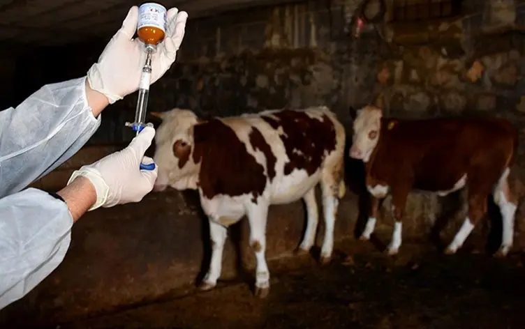 Li 18 gund û 4 taxan karantina Sapê heye