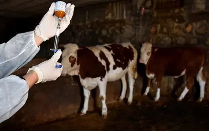 Li 18 gund û 4 taxan karantina Sapê heye