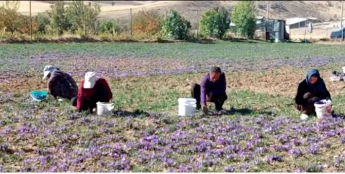 Li Kirmasanê demsala çinîna zehferana biha dest pê kir pê kir