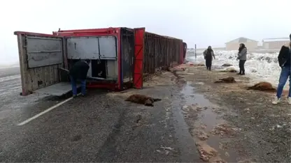 Li Patnosê treylera heywan hildigirt wergeriya