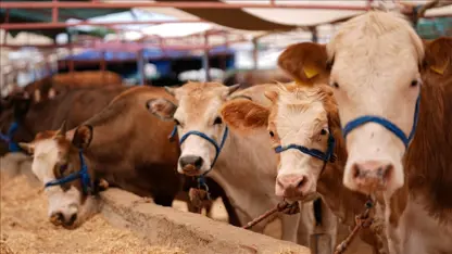 Nexweşîna ajalan ya Şapê bûye bela serê ajalvanan: 37 gund di karantînayê de ne