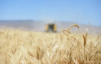 Hikûmeta Sûriyê ji bo genimê Rojavayê Kurdistanê kete tevgerê