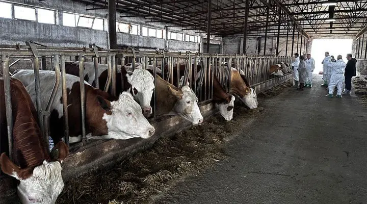 Li navça Gêncê ji ber nexwesîna Sabê, biryara karantîna 21 rojan hat dayîn