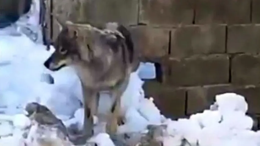 Li navça Geverê gur ketin nav tesîsa madenê û ketin ber kamerayan