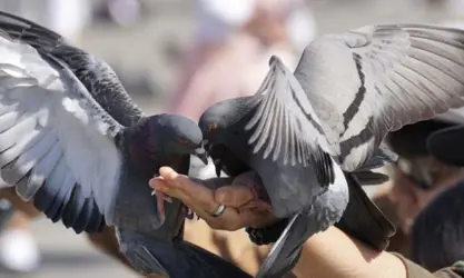 دەسەڵاتدارانی ئاڵمانیا شۆفێرانی پاسەکانی کۆسۆڤۆیان بە بڕی ٦٢٠٠ یۆرۆ غەرامە کرد - ئەوان کۆتریشیان دەگواستەوە