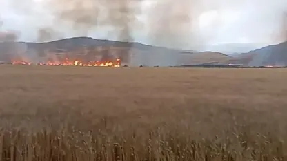 Li Misircê 350 donum genim şewitî