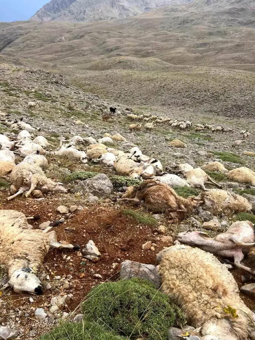 Li navça Ovacik a Dêrsimê brûskê li 200 miyan xist û wan kuşt