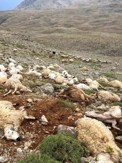 Li navça Ovacik a Dêrsimê brûskê li 200 miyan xist û wan kuşt
