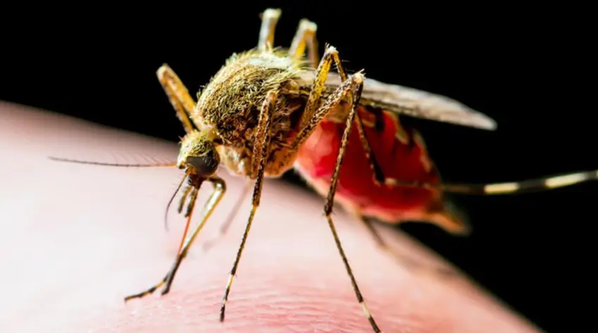 Li Çînê vîrusa Chikungunya hat tespîtkirin: Dermanê wê nîne