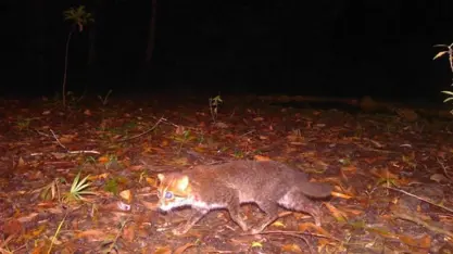 دۆزینەوەی جۆرە پشیلەیەکی کێوی کە لە ماوەی ٣٠ ساڵدا نەبیندراوە لە تایلەند 