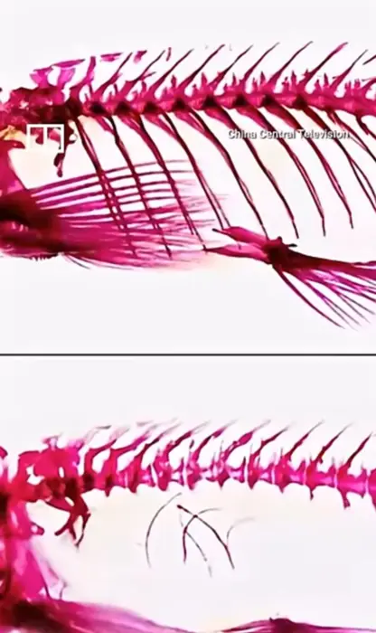 ​​​​​​​میدیا : زانایان لە چین ماسییەکی کەپووری بێ ئێسکیان درووست کردووە