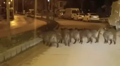 Keriya berazan daket nava jîngehê