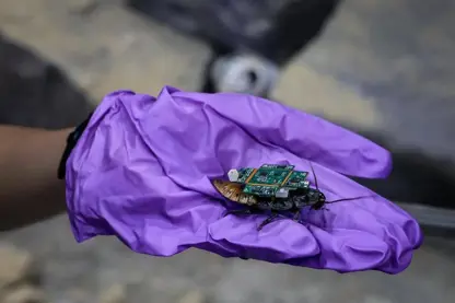 سیسرکەی زیندوو بەڵام کۆنترۆڵ کراو لە ئاڵمانیا بەرهەم دەهێندرێت بۆ سیخوڕی !