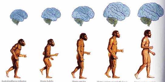 Insaliga yeni bir tür daha ekleniyor iddiasi