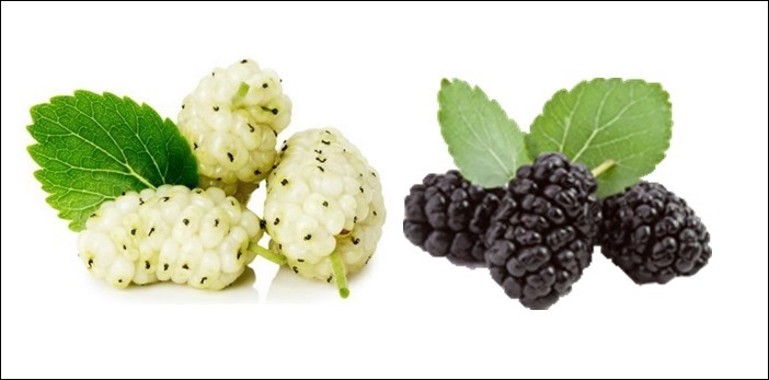 Fêdeya tûyan çiye?