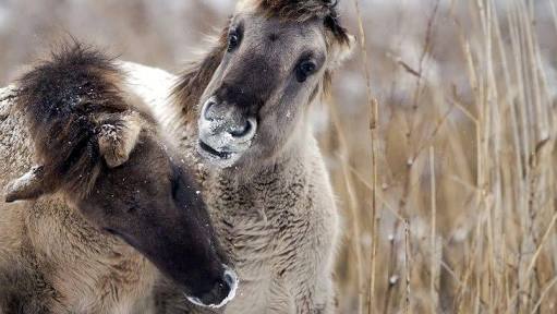 Soguklarda Yabani Hayvanlari Besleyenlere Ceza Kesilecek