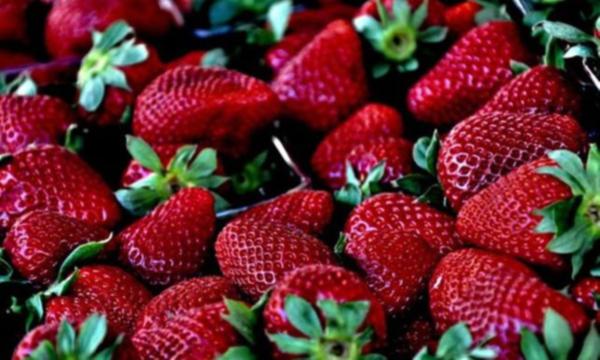 Rûsya, çîlekên Tirkiyê qebûl nekir