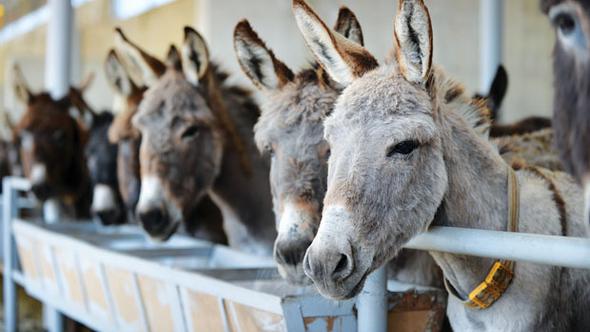 KerÃªn ku li HindistanÃª hatibun zindanÃ® kirin, piÅŸtÃ® sÃª rojan hatin berdan