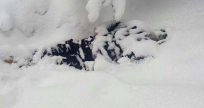 Ji ber sermayê 5 kesan jiyana xwe ji dest da