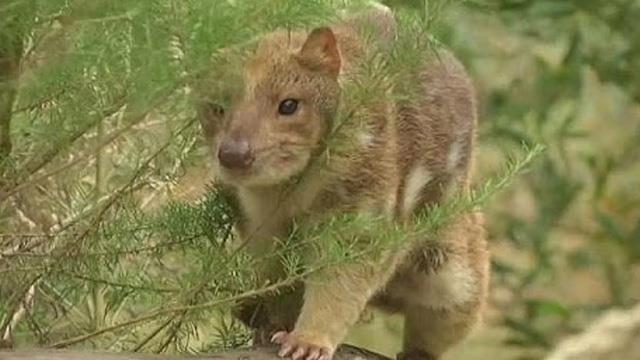 Avustralya'da yarim yüzyil sonra ilk keseli sansarlar dogdu