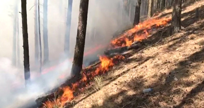 Li Efrînê agir berdidin daristanan