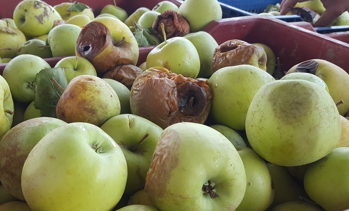 2 ton sêvên genî li Silêmaniyê hatin komkirin