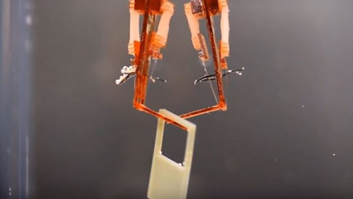 Bilim insanlari canli kas dokusuna sahip “biyo-hibrit robot” gelistirdi