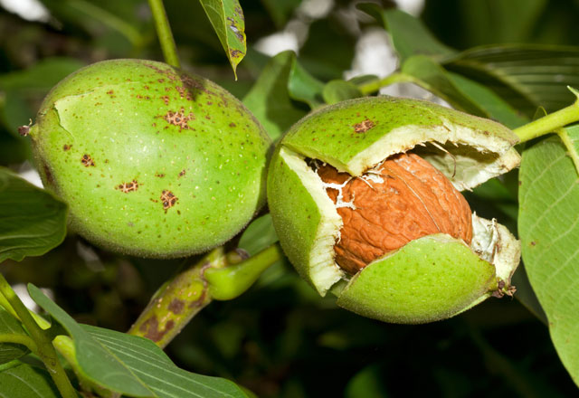 Cevizin bir faydasi daha ortaya çikti