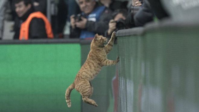Sahaya giren Kedi UEFA disiplin sorusturmasina da girdi