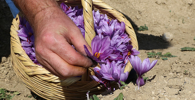 Kîloya wê 5 hezar dolar